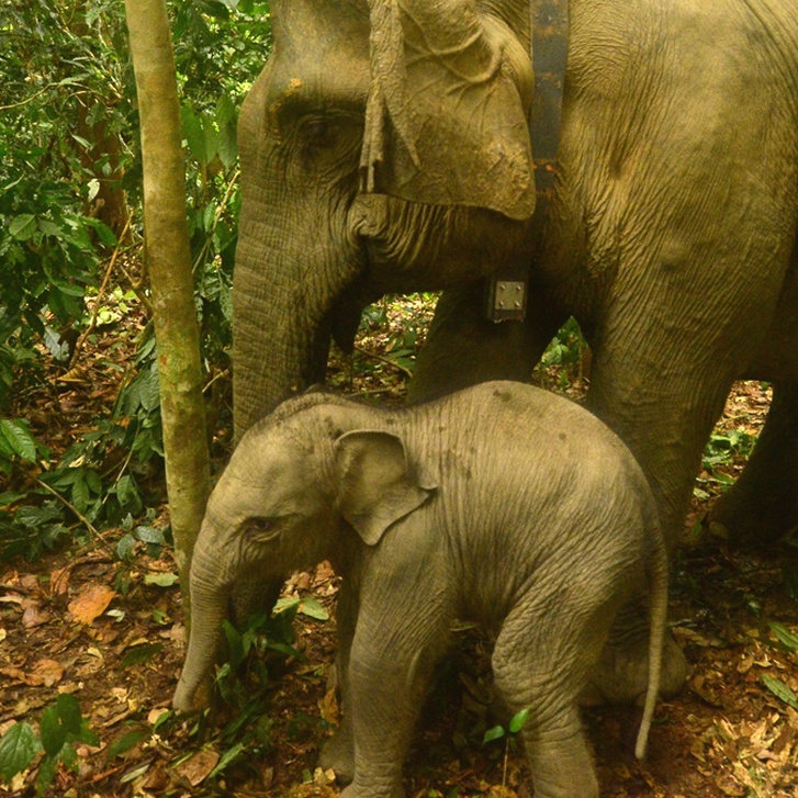 3 Month Flea Protection