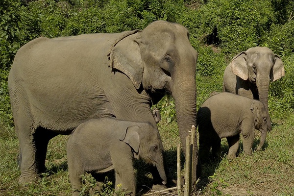 These baby elephants need your help